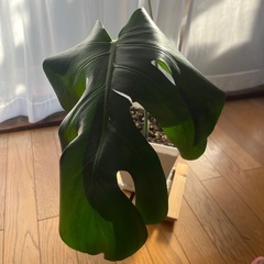 モンステラ　アダンソニーの画像