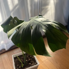 モンステラ　アダンソニーの画像
