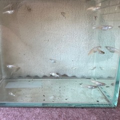 メダカ天使のしずく
の画像