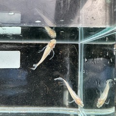 メダカ天使のしずく
の画像