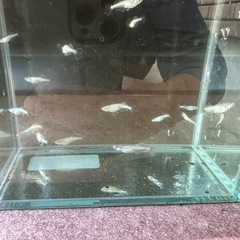 メダカ天使のしずく
の画像
