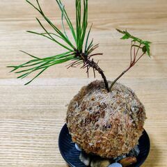 可愛い「ミニ苔玉(黒松とイロハモミジ)」の画像