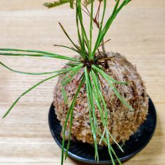 可愛い「ミニ苔玉(黒松とイロハモミジ)」の画像