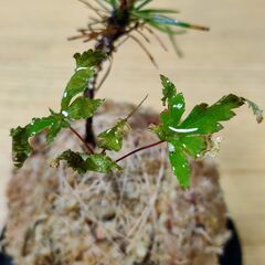 可愛い「ミニ苔玉(黒松とイロハモミジ)」の画像