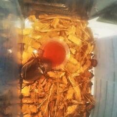 天然カブトムシ　クワガタの画像