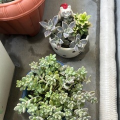 多肉植物あげますの画像