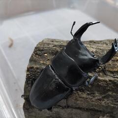 奈良輪川西オオクワガタ 新成虫 ♂単品⑦の画像