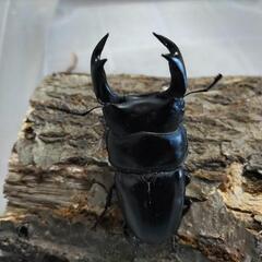 奈良輪川西オオクワガタ 新成虫 ♂単品⑦の画像