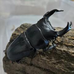 奈良輪川西オオクワガタ 新成虫 ♂単品⑦の画像