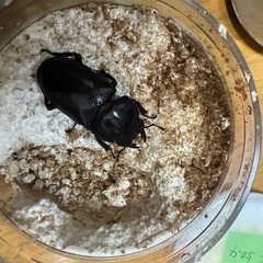 ★ご相談中★オオクワガタ　能勢YG ペアの画像