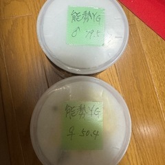 ★ご相談中★オオクワガタ　能勢YG ペアの画像