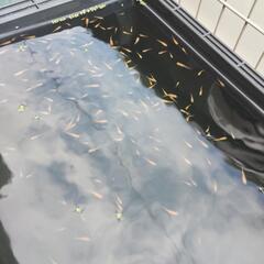 小野皇帝　メダカの画像