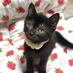 草むらで倒れていた黒猫の女の子、ごまちゃん♡