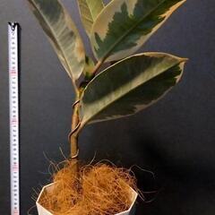 観葉植物🌿フィカス・ティケネ（ゴムの木）の画像
