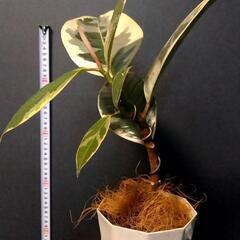 観葉植物🌿フィカス・ティケネ（ゴムの木）の画像