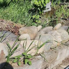 庭石の画像