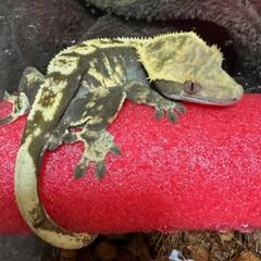 72.🦎爬虫類専門ラインオプチャ　　　✨レプリストハチュグル　　...