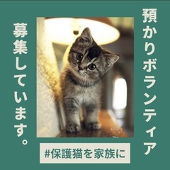 保護猫の預かりボランティア様募集
