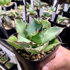 アガベ【黒犀牛】中株🍀短葉展開中の画像