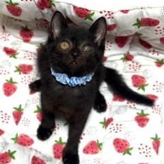 一人ぼっちで妹を探し鳴き続けていた黒猫の男の子、だんごくん♡