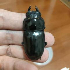 久留米　オオクワガタ1♂（難有）・2♀の画像