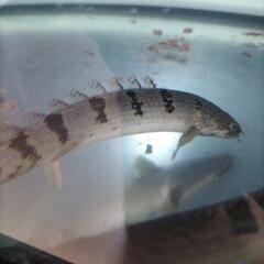 🐟本日のみ1500円ポリプテルス2匹🐟の画像