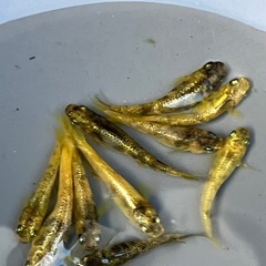 (決まりました)金閣　メダカ　　若魚　１０匹の画像