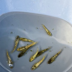 (決まりました)金閣　メダカ　　若魚　１０匹の画像