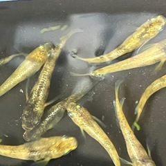 (決まりました)金閣　メダカ　　若魚　１０匹の画像