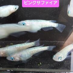 めだか　メダカ　ピンクサファイア　2ペア　【2セット限定】の画像
