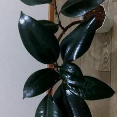 観葉植物🌿フィカス バーガンディ（ゴムの木）の画像