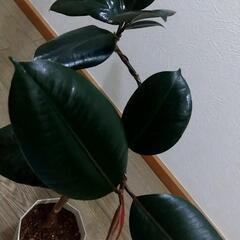 観葉植物🌿フィカス バーガンディ（ゴムの木）の画像
