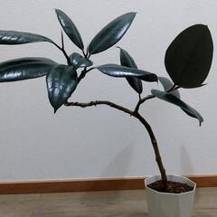 観葉植物🌿フィカス バーガンディ（ゴムの木）の画像