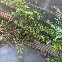 植木あげます。の画像