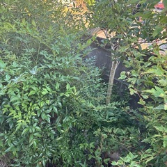 植木あげます。の画像