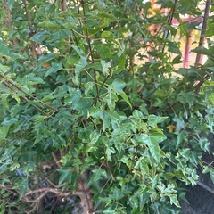 植木あげます。の画像