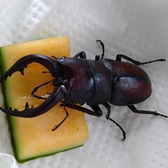 8月2日3日の2日間カナディアンワールド昆虫館営業します‼️