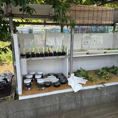 8/3湘南めだか　アガベとメダカの無人販売所