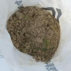 ❮明日8/9処分します❯山土の画像