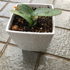 マユハケオモトの苗の画像