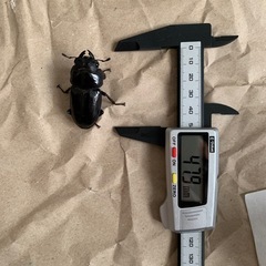 能勢YG血統　オオクワガタ　ペアの画像