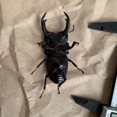 能勢YG血統　オオクワガタ　ペアの画像