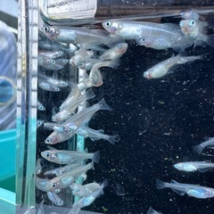 メダカ【しずく】稚魚〜若魚　１０匹(オスメス入り)の画像