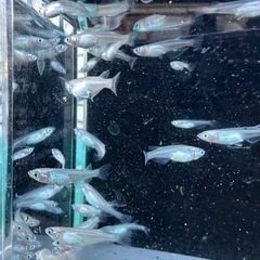 メダカ【しずく】稚魚〜若魚　１０匹(オスメス入り)の画像