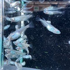 メダカ【しずく】稚魚〜若魚　１０匹(オスメス入り)の画像