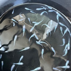 メダカ【しずく】稚魚〜若魚　１０匹(オスメス入り)の画像