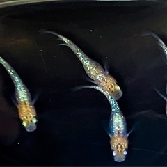 ユリシスメダカ 稚魚10匹 の画像