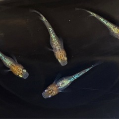 ユリシスメダカ 稚魚10匹 の画像