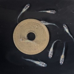 ユリシスメダカ 稚魚10匹 の画像