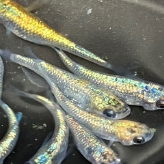 (決まりました)大輝　メダカ　１５匹の画像